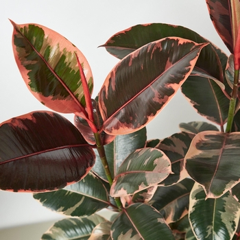 Ficus elastica 'Ruby'