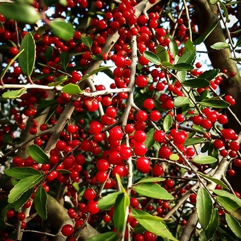 Ilex vomitoria 'Will Fleming' 