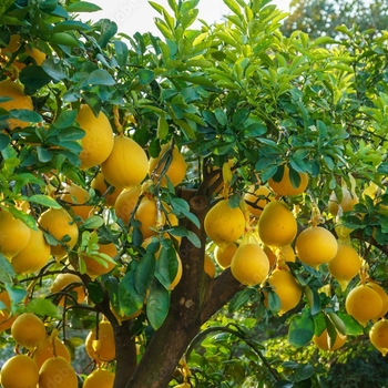 Citrus maxima 'Nam Roi' 