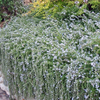 Rosmarinus officinalis 'Renzels'