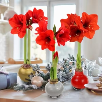 Hippeastrum 'Multiple Varieties'