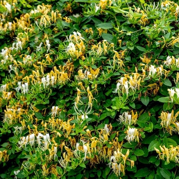 Lonicera japonica 'Halliana' 