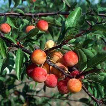 Prunus angustifolia
