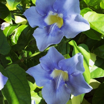 Thunbergia grandiflora