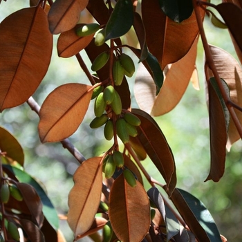 Chrysophyllum oliviforme