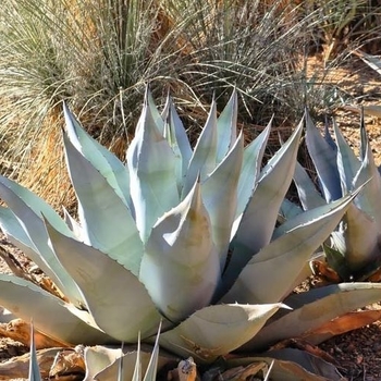 Agave havardiana