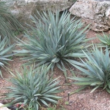 Yucca pallida