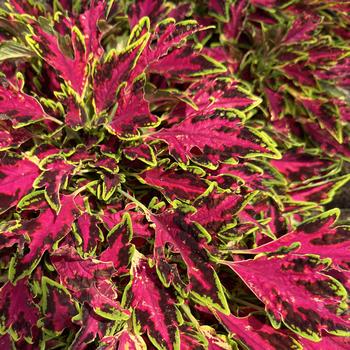 Coleus scutellarioides 'All That Lava'