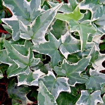 Hedera helix 'Variegata'