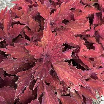 Coleus scutellarioides TerraScape™ 'Paprika' (312916)