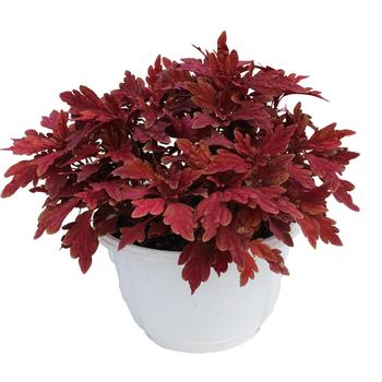 Coleus scutellarioides TerraScape™ 'Paprika' (312917)