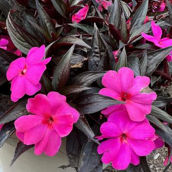 Impatiens hawkeri ColorPower™ 'Violet Shadow' (312918)