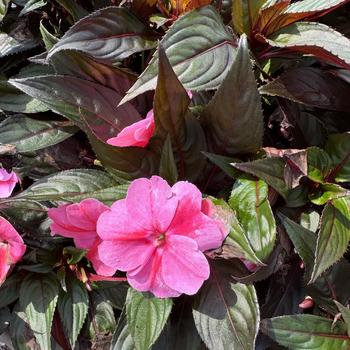Impatiens hawkeri ColorPower™ 'Pink Flame' (312920)