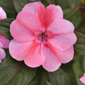 Impatiens hawkeri ColorPower™ 'Pink Flame' (312921)