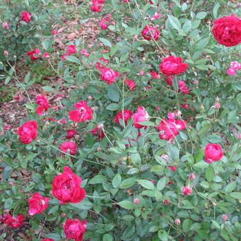 Rosa chinensis 'Ducher'