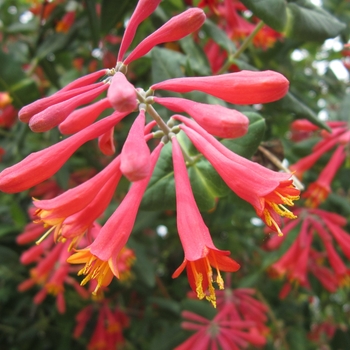 Lonicera sempervirens 'Honey Coral'