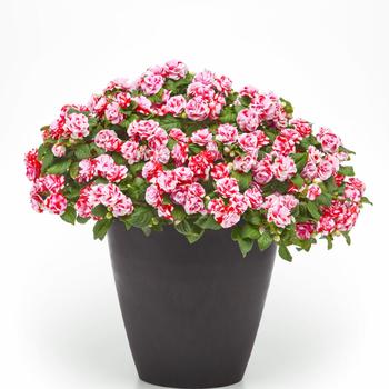 Impatiens walleriana Glimmer™ 'Strawberry Sparkler' (312926)