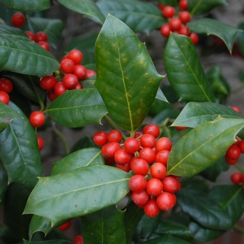 Ilex cornuta 'Burfordii' 