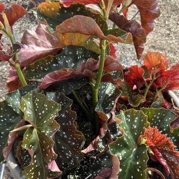 Begonia rex-cultorum 'Citizen Cane Pink' 
