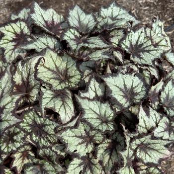 Begonia rex-cultorum 'Night Owl' PP20212P2
