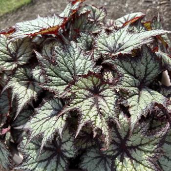 Begonia rex-cultorum Bewitched™ '' (312931)