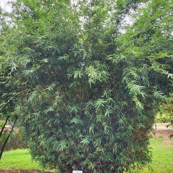 Bambusa multiplex 'Golden Goddess'