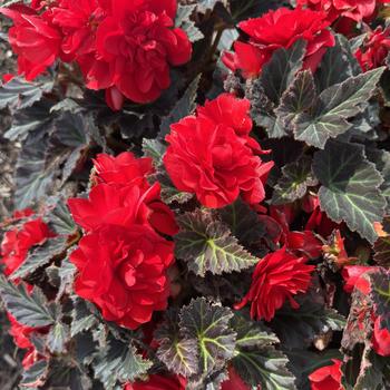 Begonia x tuberhybrida 'Mocca Deep Red' USPP30802P2