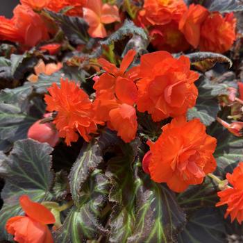 Begonia x tuberhybrida