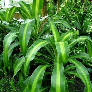 Dracaena fragrans
