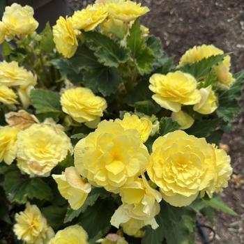 Begonia x tuberhybrida 'Lemon' PP16,365