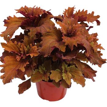 Coleus scutellarioides TerraScape™ 'Mohave Sunrise' (312938)
