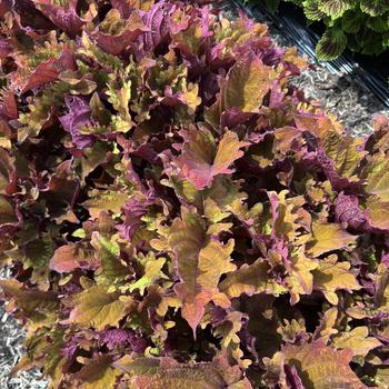 Coleus scutellarioides TerraScape™ 'Mohave Sunrise' (312939)
