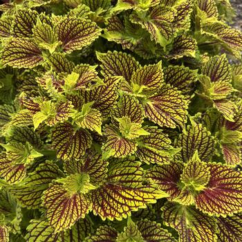 Coleus scutellarioides TerraScape™ 'Solar Flair'