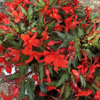 Begonia boliviensis 'Shine Bright Orange' (312941)