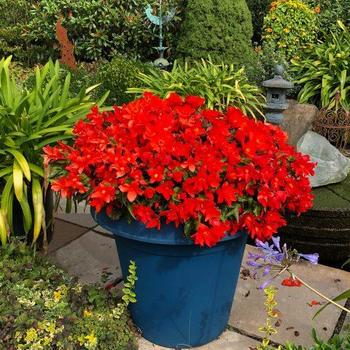 Begonia boliviensis 'Shine Bright Orange' (312942)