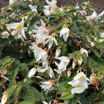 Begonia boliviensis 'Shine Bright White' 