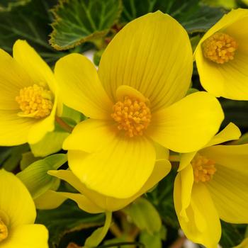 Begonia boliviensis 'Shine Bright Yellow' 