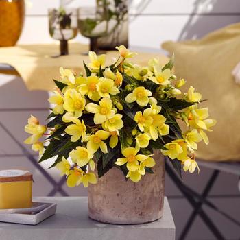 Begonia boliviensis 'Shine Bright Yellow' (312946)