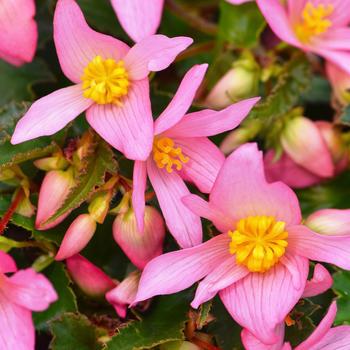 Begonia boliviensis 'Shine Bright Pink' 