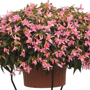 Begonia boliviensis 'Shine Bright Pink' (312948)