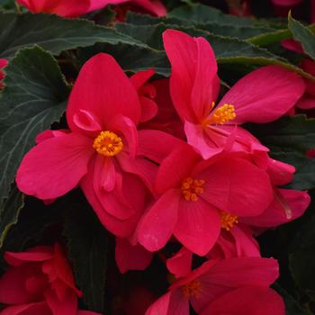 Begonia boliviensis 'Shine Bright Dark Pink' 
