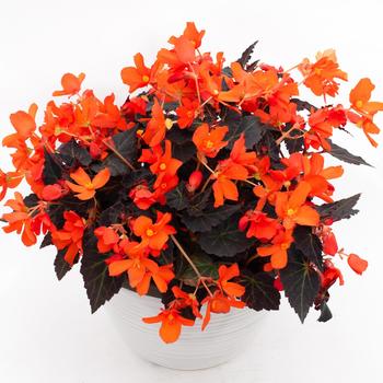 Begonia boliviensis 'Shine Bright Espresso Orange' 