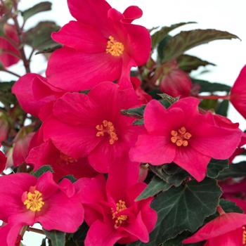 Begonia boliviensis 'Shine Bright Magenta' 