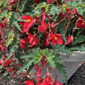 Begonia boliviensis 'Shine Bright Red' 