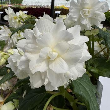 Begonia 'Beaugonia Creme Frache' 