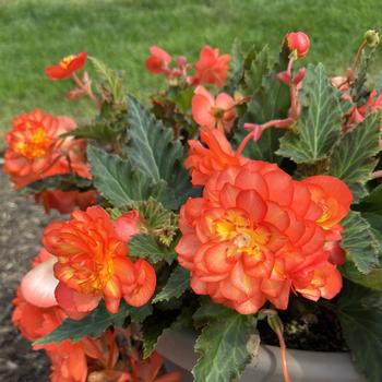 Begonia 'Beaugonia Poppy Peach' 