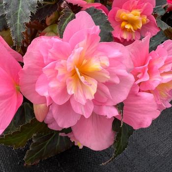 Begonia 'Beaugonia Pink Lemonade' 