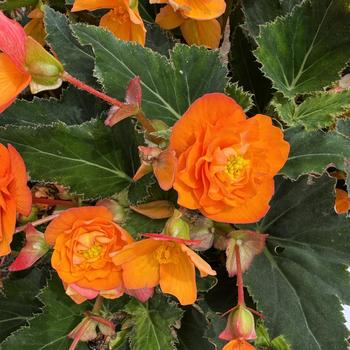 Begonia 'Orangedrops' 