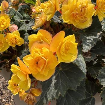 Begonia 'Goldfinch' 