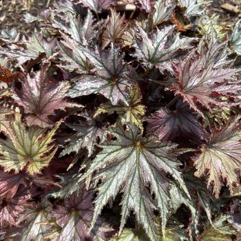 Begonia rex-cultorum 'Spacestar Leda' 